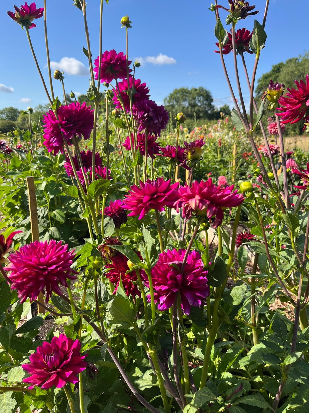 Deep pink dahlias in full summer bloom