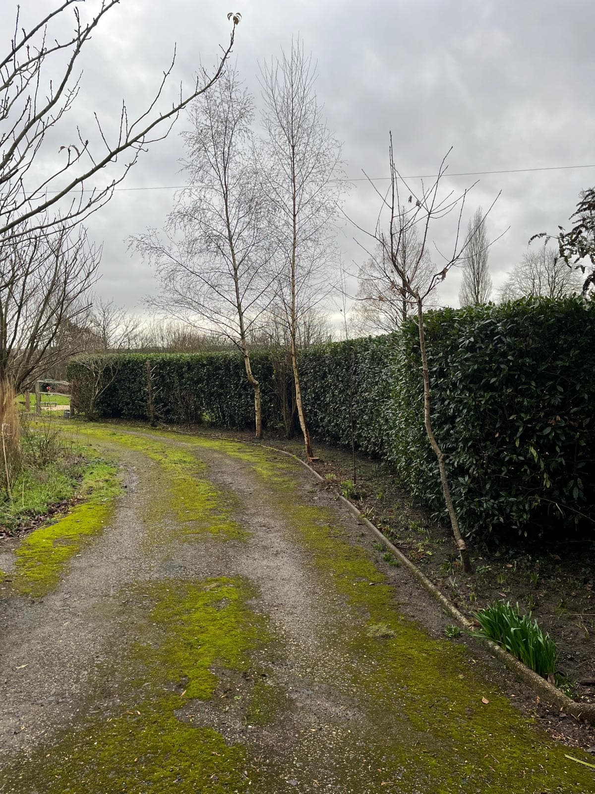 Driveway with hedging before maintenance