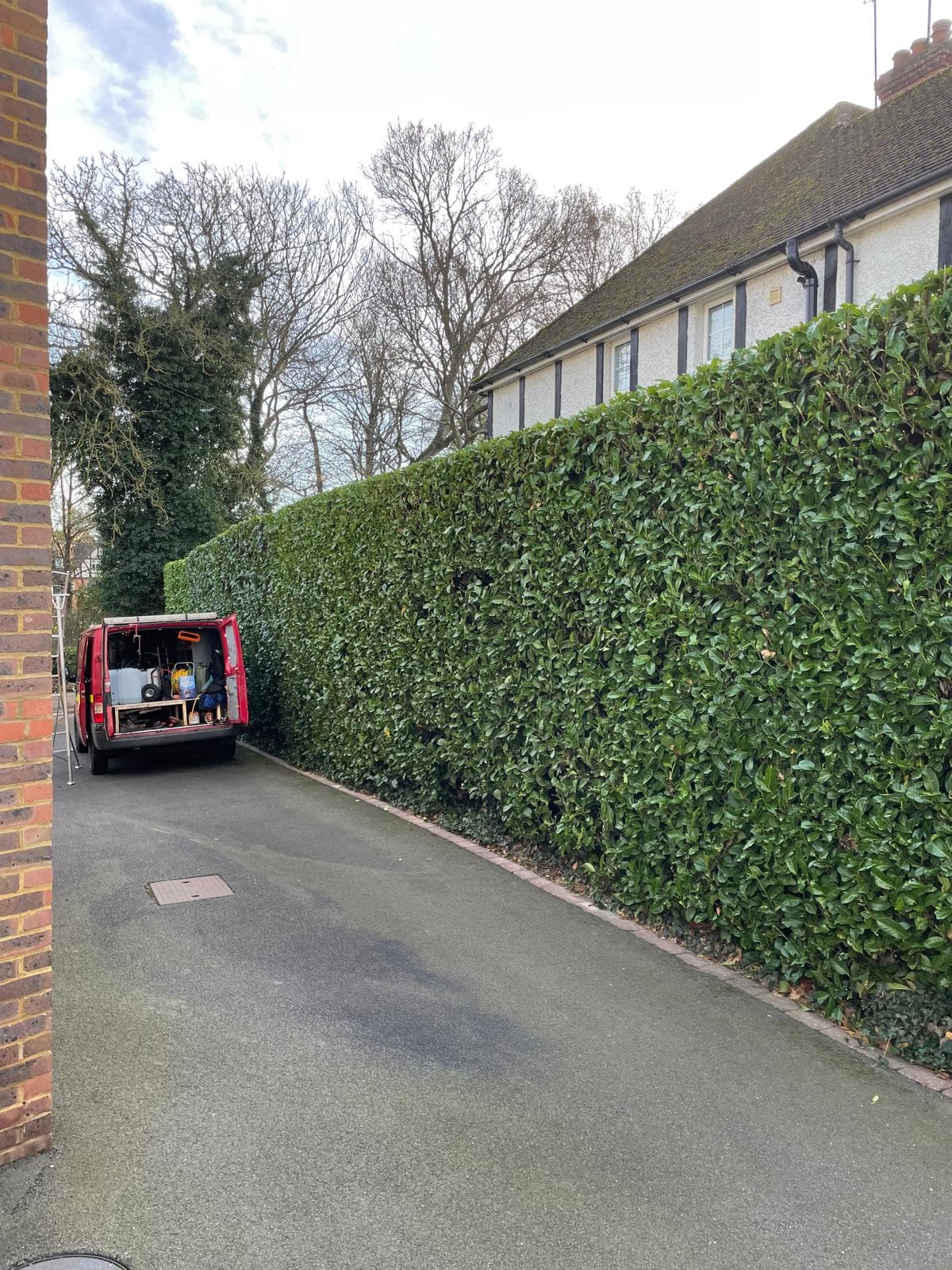 Laurel hedge along driveway after maintenance