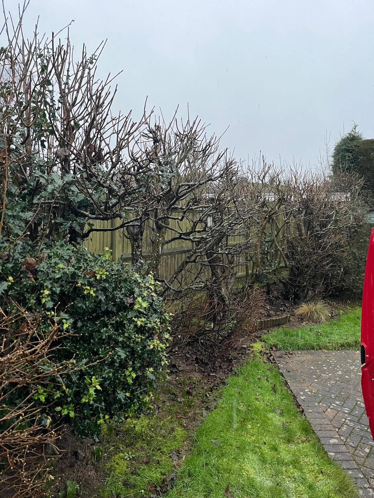 Pruned espalier fruit trees along border