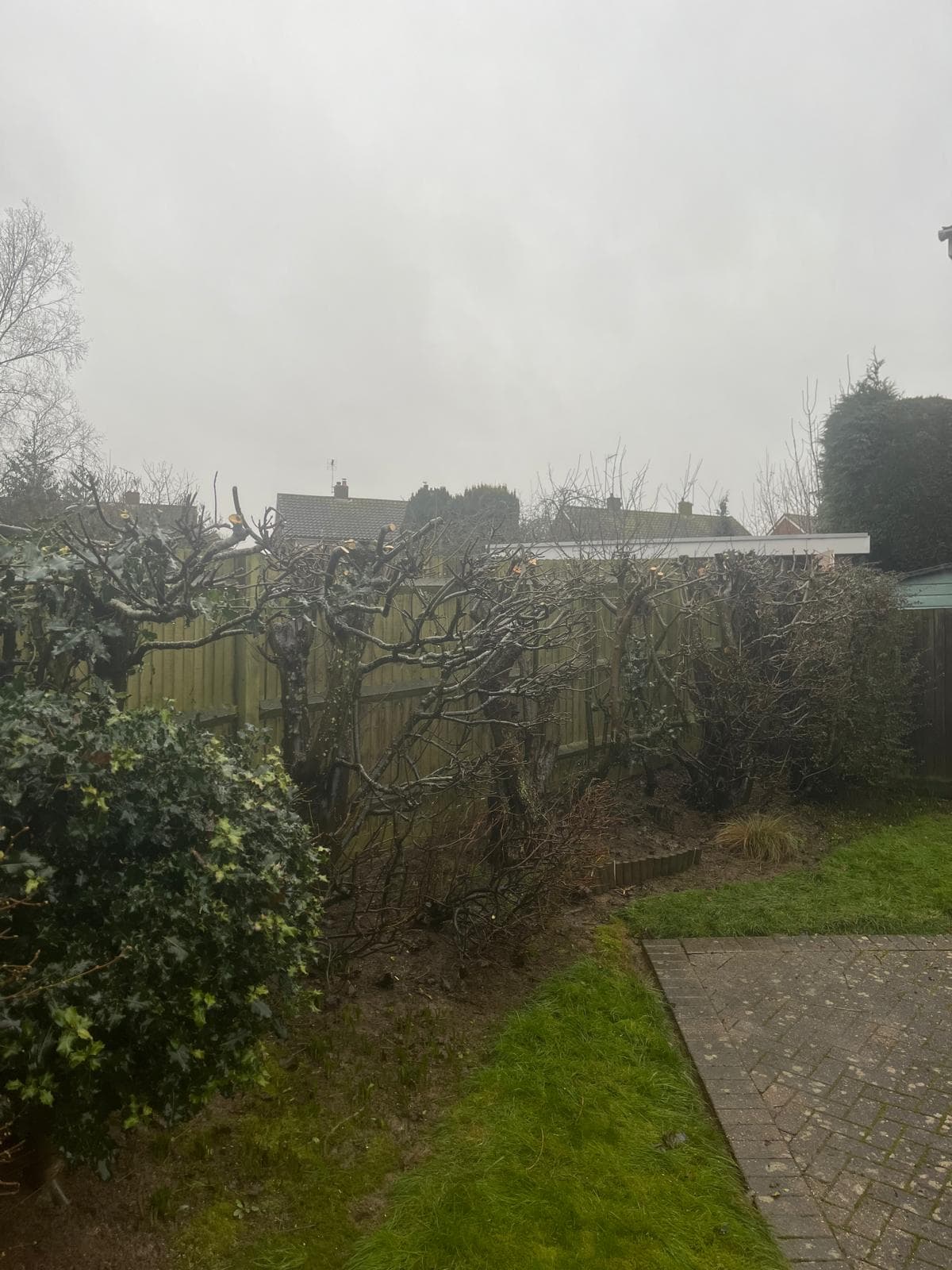 Espalier fruit trees showing improved shape