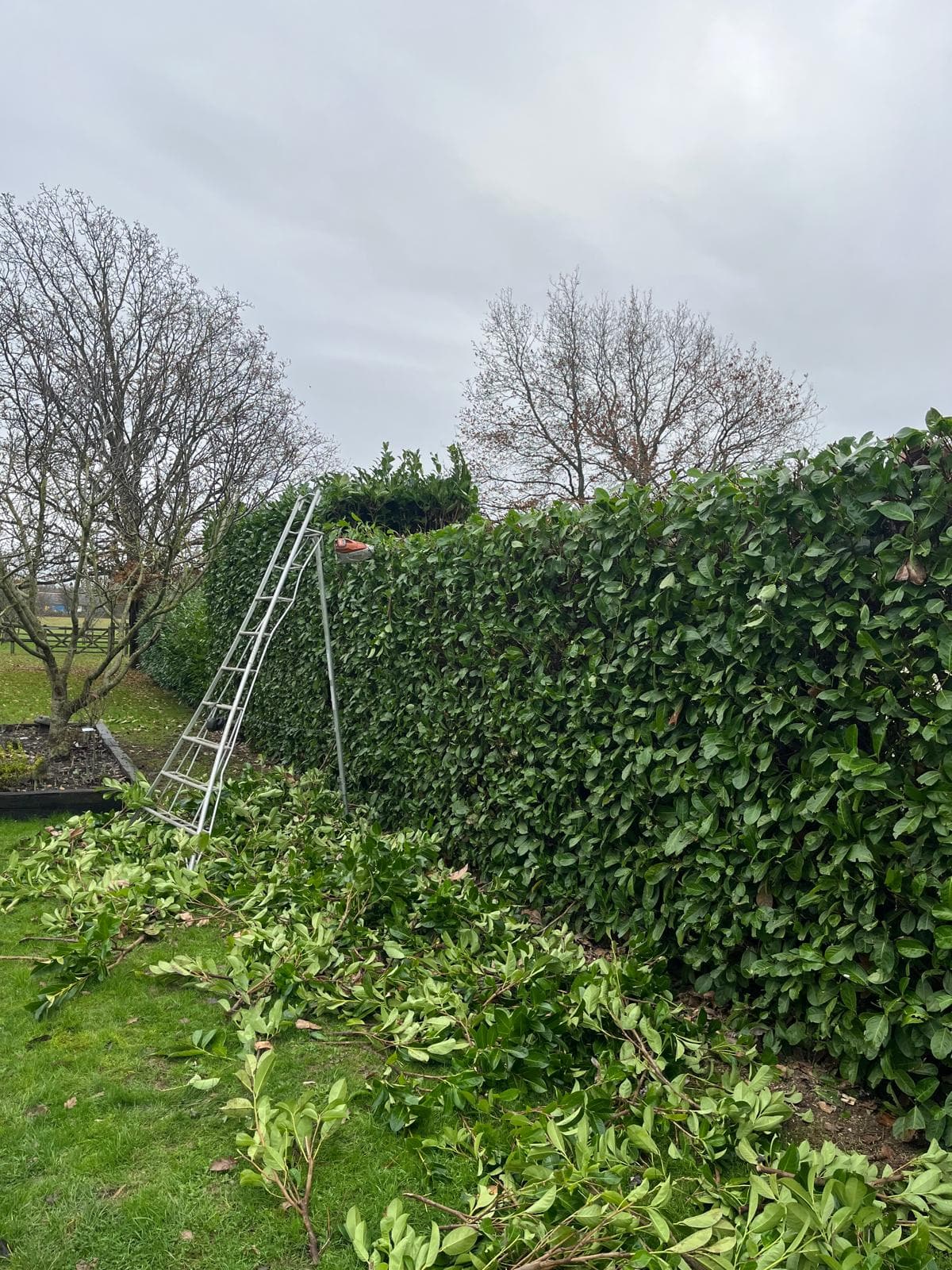 Formal hedge being professionally cut