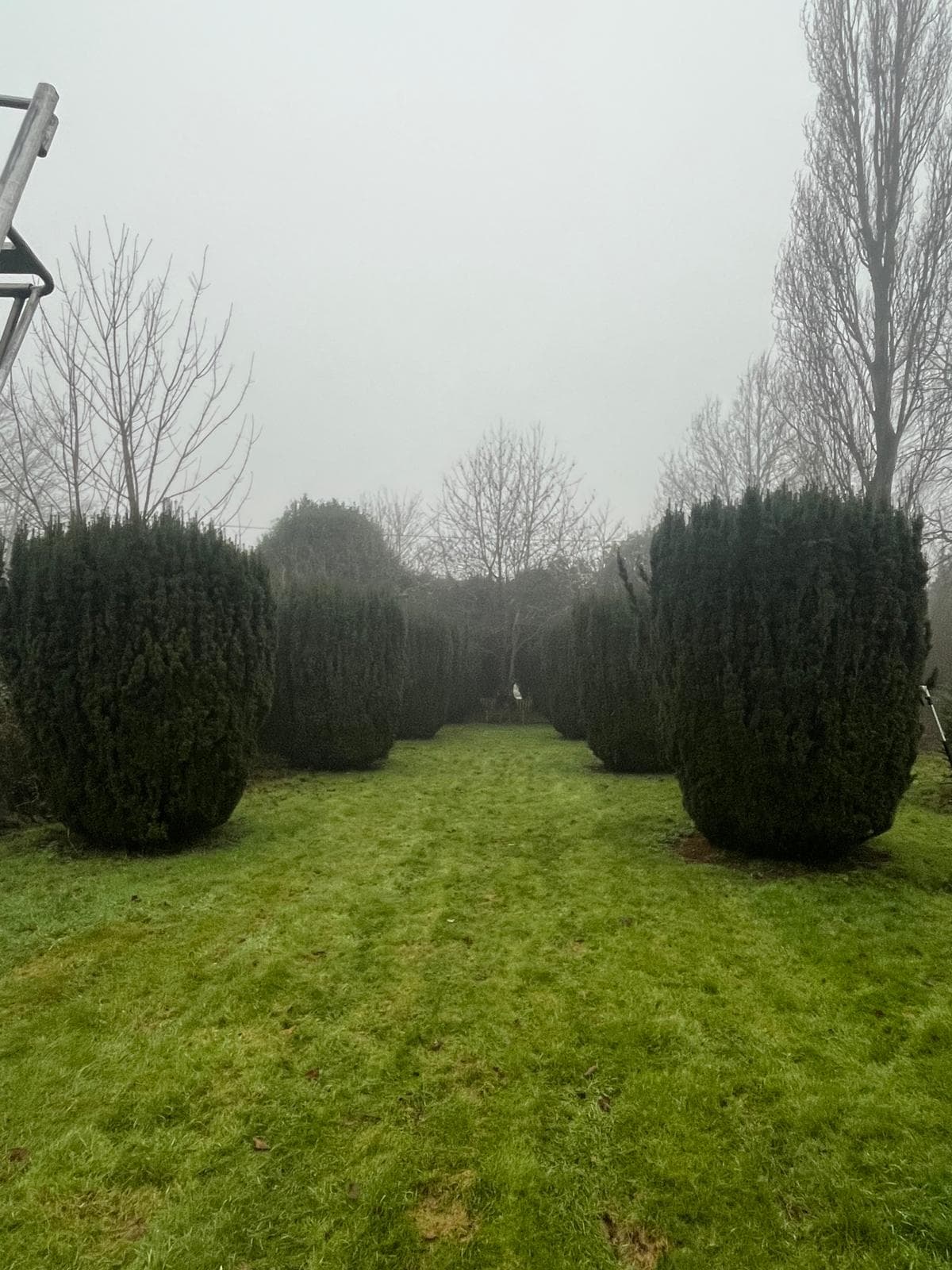 Formal topiary garden with symmetrical clipped evergreens
