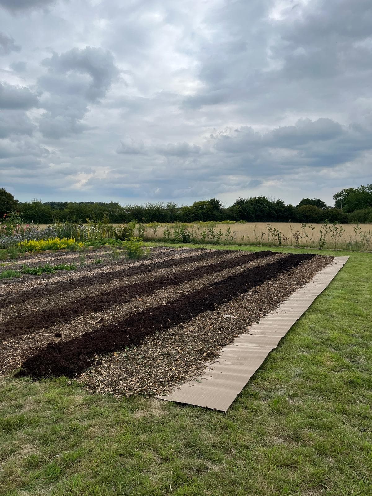Freshly prepared planting rows