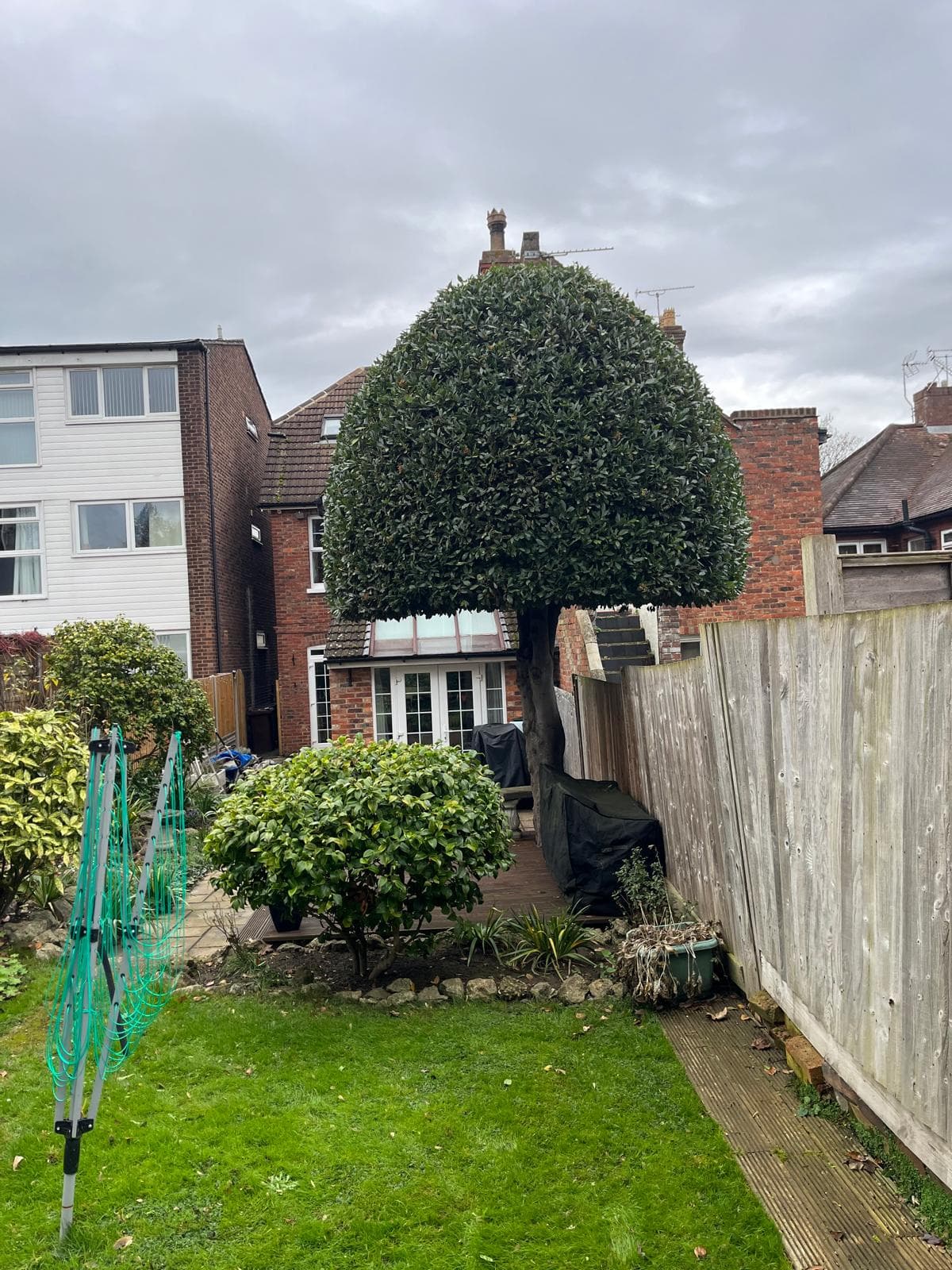 Large garden tree before crown shaping