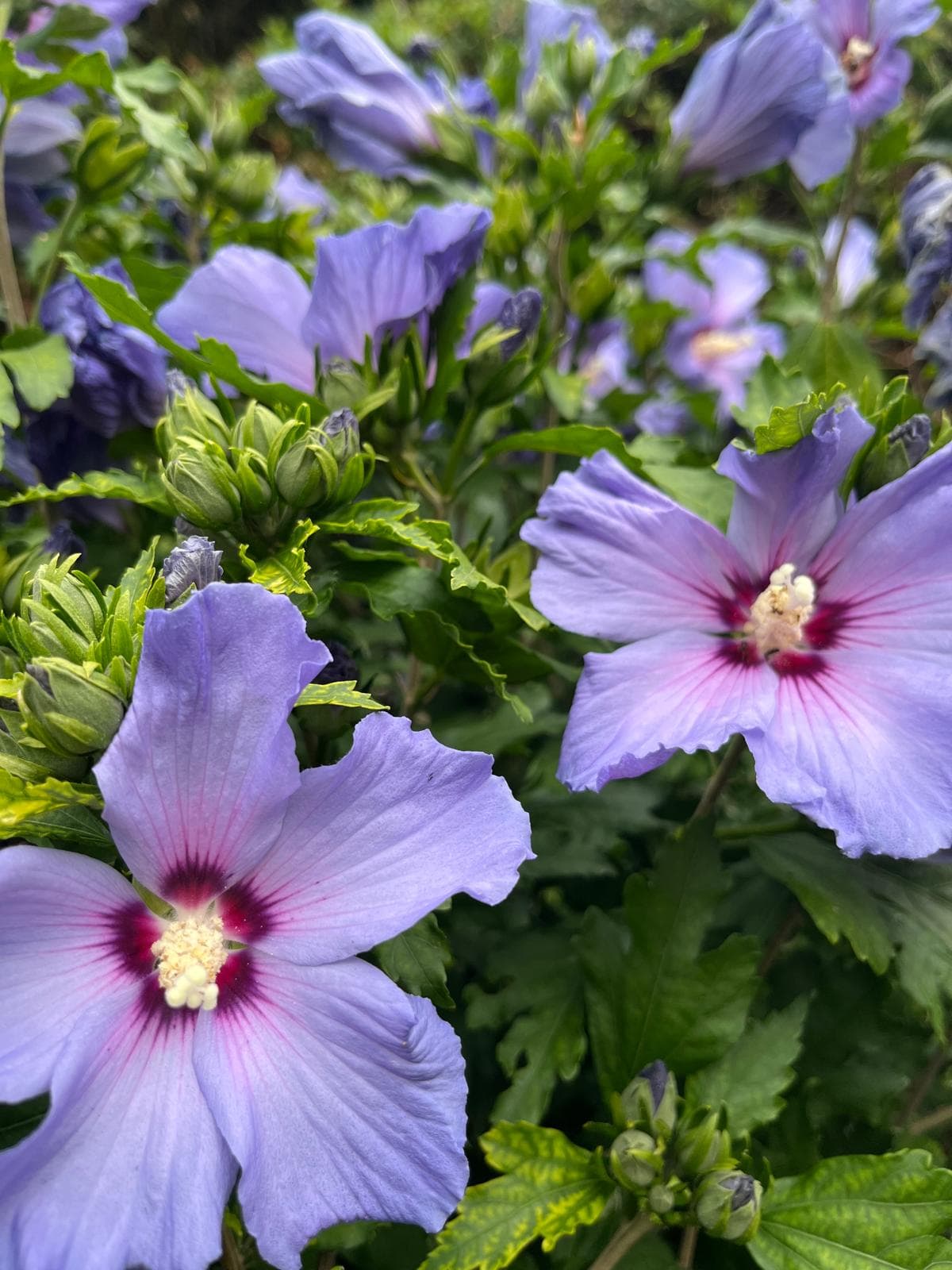 Flowering hibiscus shrub close-up