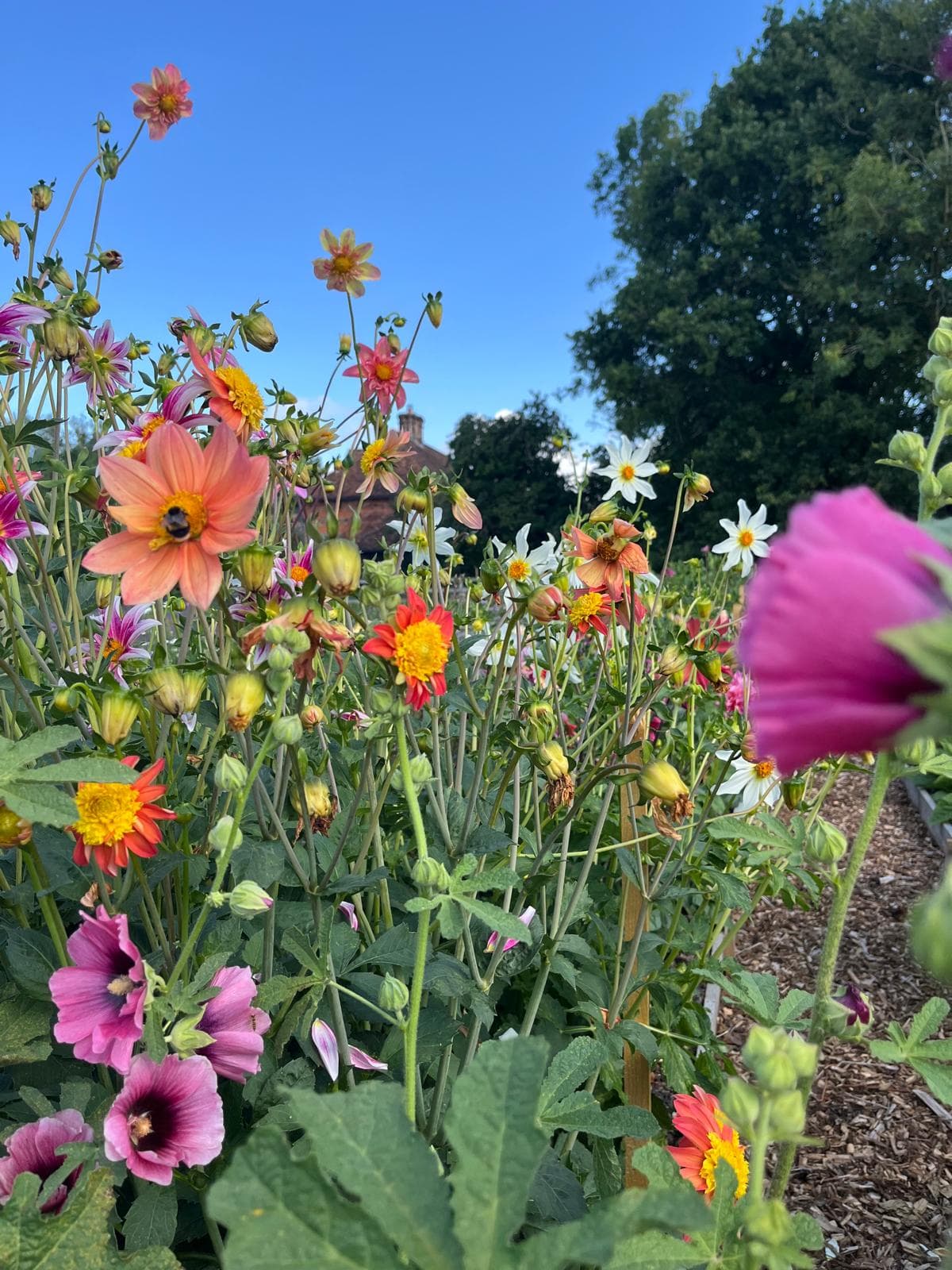 Mixed wildflower border with naturalistic planting