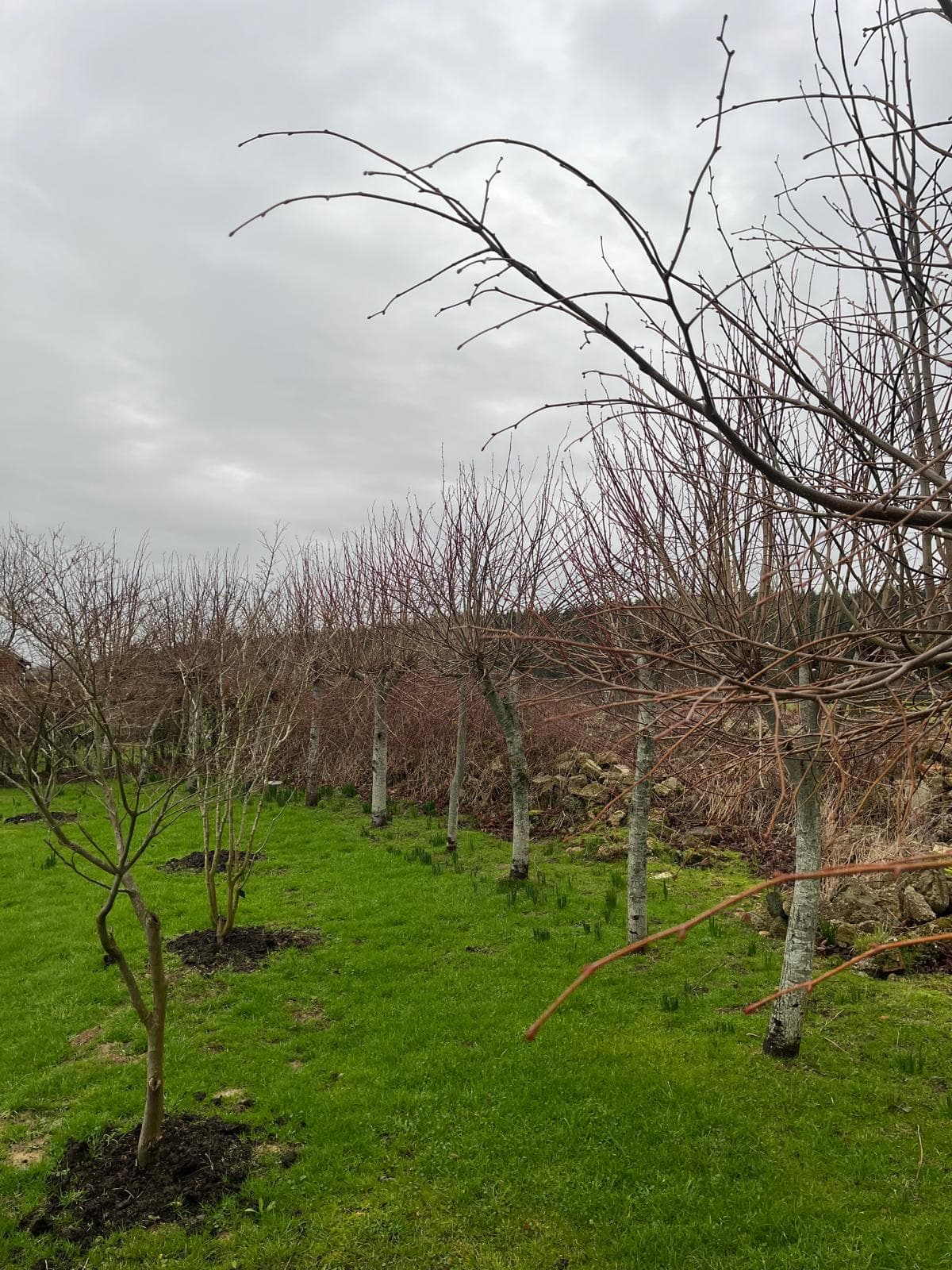 Orchard fruit trees after winter pruning