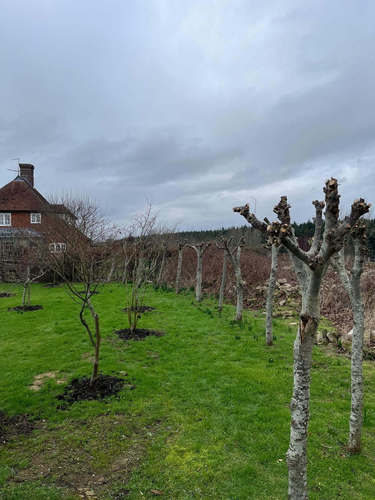 Wider orchard view after pruning