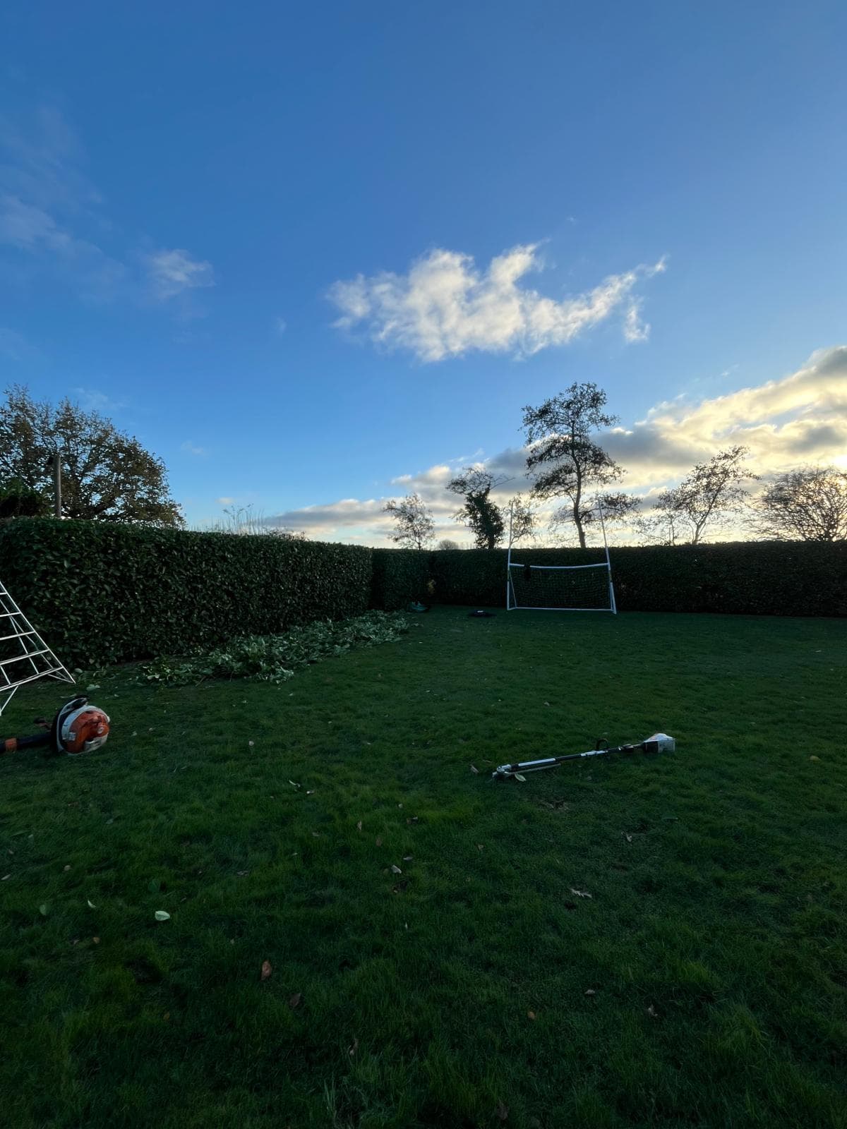 Rear garden hedges before trimming
