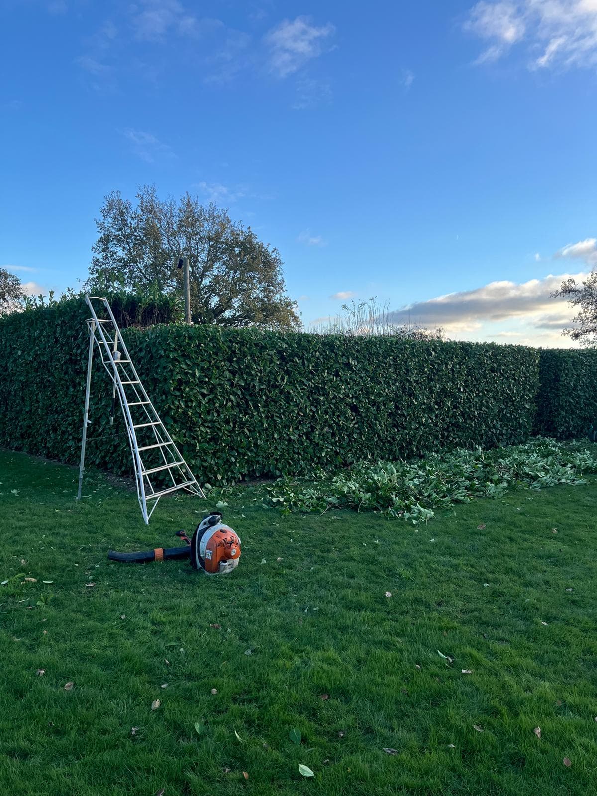 Hedge trimming in progress
