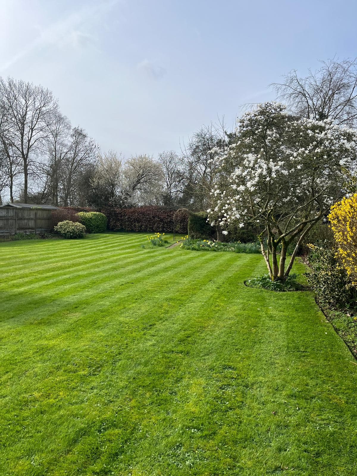 Spring lawn with flowering tree feature